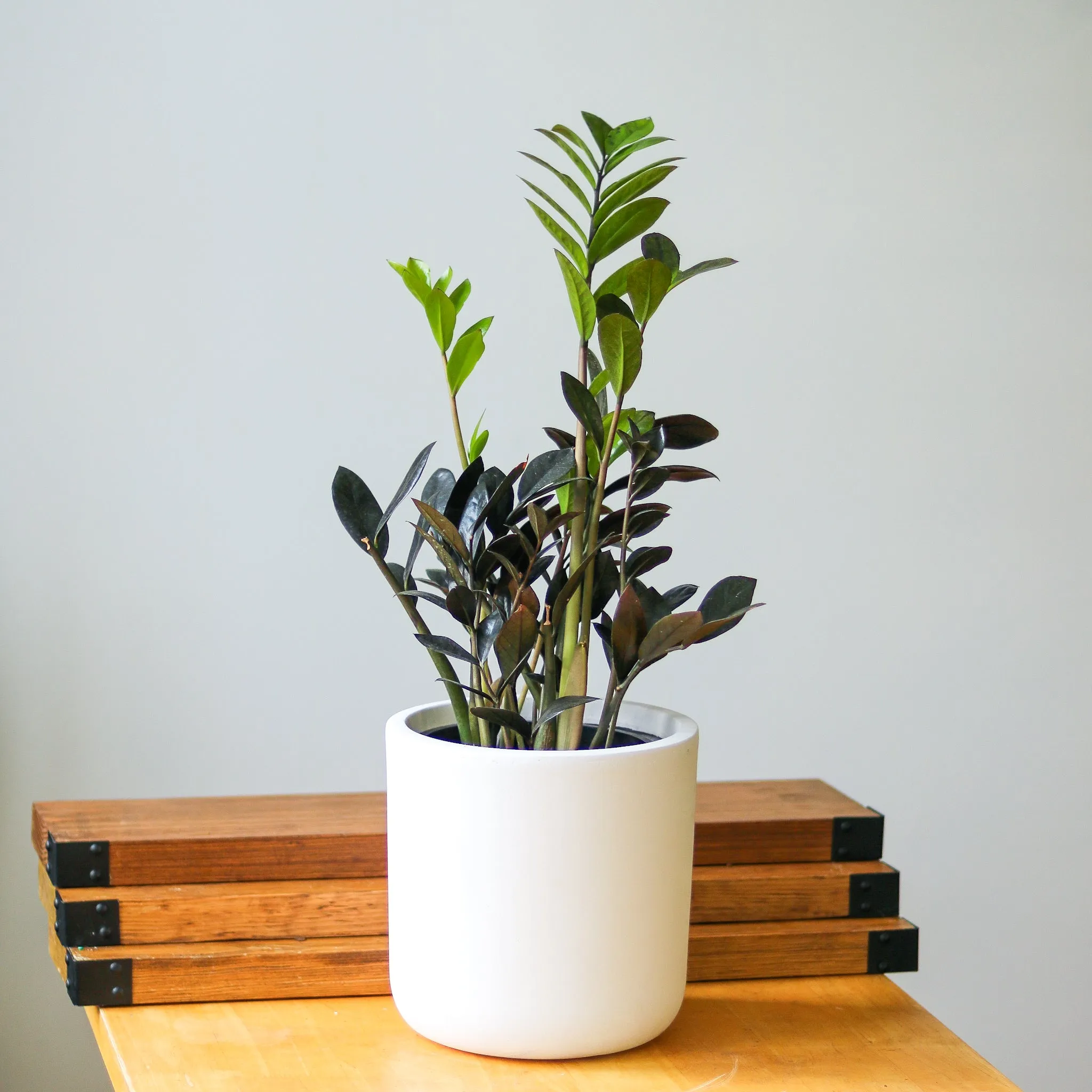 Zamioculcas zamiifolia 'Raven ZZ' - Various Sizes